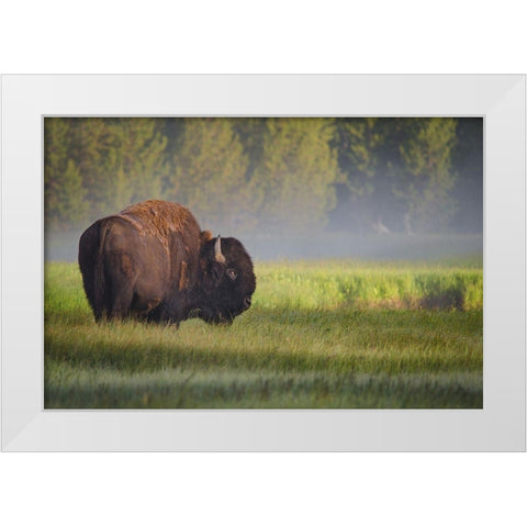 Bison in Morning Light White Modern Wood Framed Art Print by Biswas, Sandipan