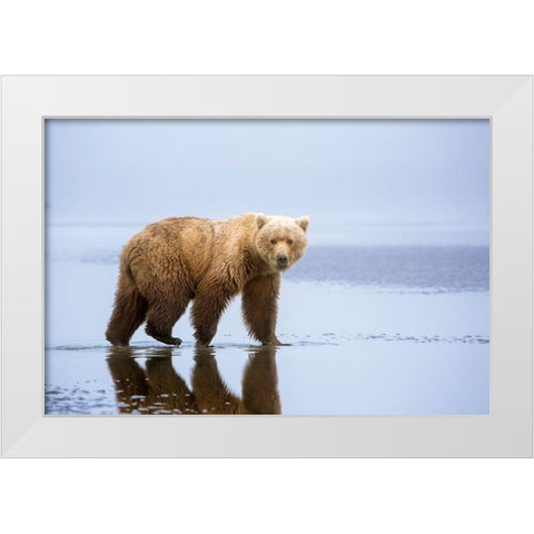 The Bear Walk White Modern Wood Framed Art Print by Doyle, Renee