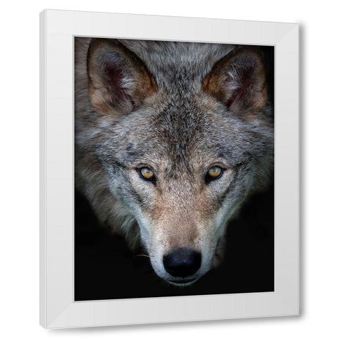 All the better to see you, Timber Wolf White Modern Wood Framed Art Print by Cumming, Jim