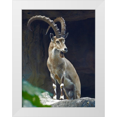Nubian Ibex Male White Modern Wood Framed Art Print by Fitzharris, Tim