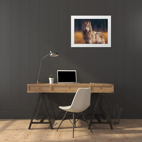 Gray wolf White Modern Wood Framed Art Print by Fitzharris, Tim
