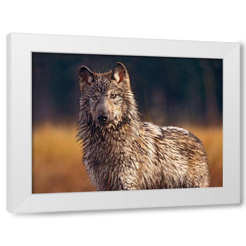 Gray wolf White Modern Wood Framed Art Print by Fitzharris, Tim