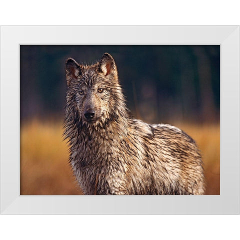 Gray wolf White Modern Wood Framed Art Print by Fitzharris, Tim