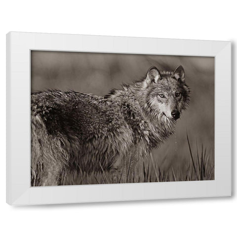 Gray wolf in marsh Sepia White Modern Wood Framed Art Print by Fitzharris, Tim