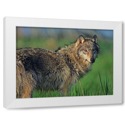 Gray wolf in marsh White Modern Wood Framed Art Print by Fitzharris, Tim