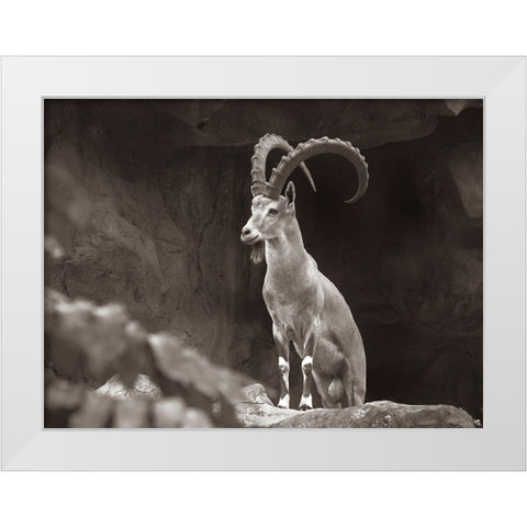 Nubian Ibex Sepia White Modern Wood Framed Art Print by Fitzharris, Tim