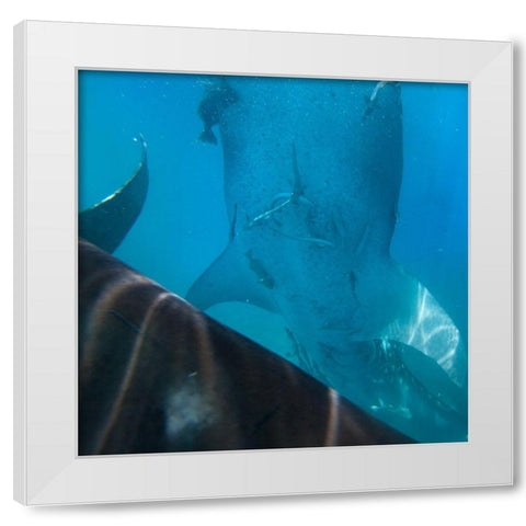 Whale shark at Oslob Whale Shark Sanctuary-Cebu-Philippines White Modern Wood Framed Art Print by Fitzharris, Tim