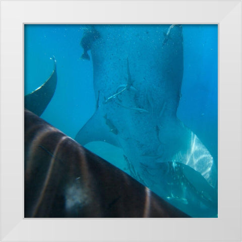 Whale shark at Oslob Whale Shark Sanctuary-Cebu-Philippines White Modern Wood Framed Art Print by Fitzharris, Tim