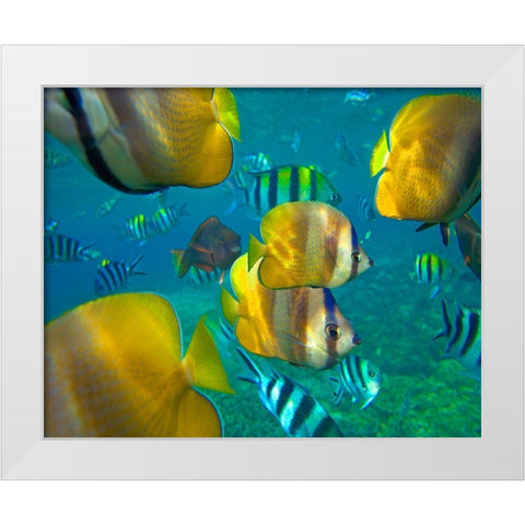 Blacklip Butterflyfish-Parrotfish-Sergeant Major Fish-Negros Oriental-Philippines White Modern Wood Framed Art Print by Fitzharris, Tim