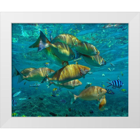 Rudder fish-Negros Oriental-Philippines White Modern Wood Framed Art Print by Fitzharris, Tim