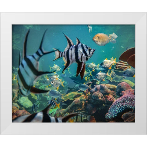 Old wives fish and fusiliers-Perth Aquarium-Australia White Modern Wood Framed Art Print by Fitzharris, Tim