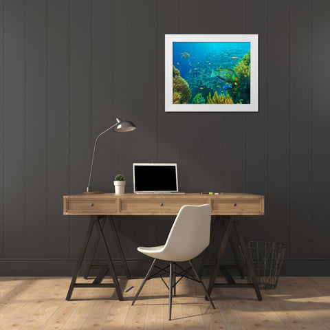 Jackfish-moon wrasse-parrot fish-Balicasag Island-Philippines White Modern Wood Framed Art Print by Fitzharris, Tim