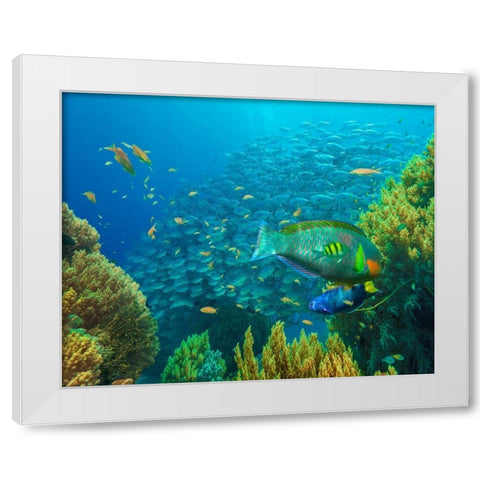 Jackfish-moon wrasse-parrot fish-Balicasag Island-Philippines White Modern Wood Framed Art Print by Fitzharris, Tim