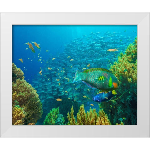 Jackfish-moon wrasse-parrot fish-Balicasag Island-Philippines White Modern Wood Framed Art Print by Fitzharris, Tim