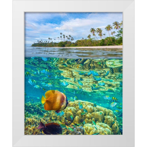 Coral and butterfly fish at Cadlao Island-Palawan-Philippines White Modern Wood Framed Art Print by Fitzharris, Tim