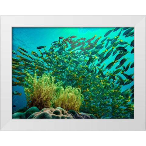 Yellow snapper school above coral-Miniloc Island-Palawan-Philippines White Modern Wood Framed Art Print by Fitzharris, Tim
