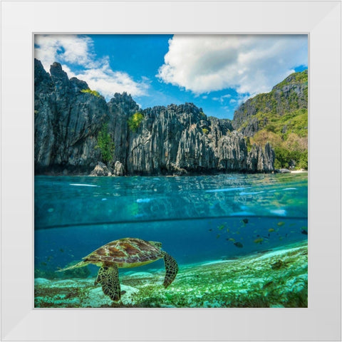 Green sea turtle and sharst cliffs near Secret Lagoon-Palawan-Philippines White Modern Wood Framed Art Print by Fitzharris, Tim