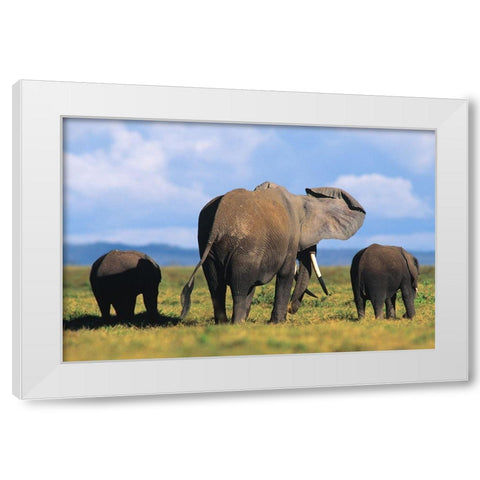 African elephants-Amboseli National Park-Kenya White Modern Wood Framed Art Print by Fitzharris, Tim
