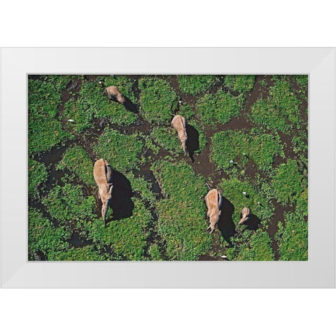 African elephants in marsh-Amboseli National Park-Kenya White Modern Wood Framed Art Print by Fitzharris, Tim