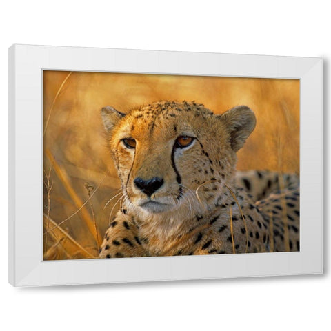 Cheetah White Modern Wood Framed Art Print by Fitzharris, Tim