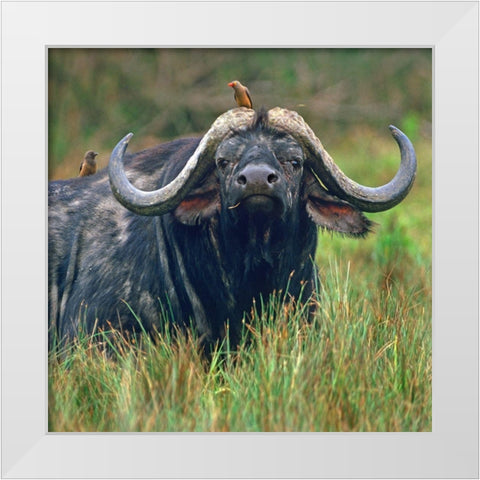 African buffalo with oxpeckers White Modern Wood Framed Art Print by Fitzharris, Tim