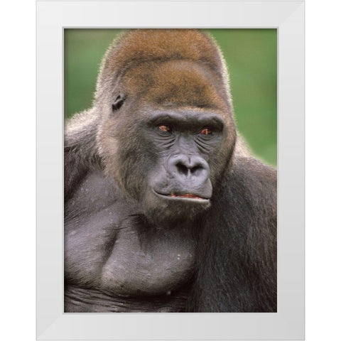 Gorilla White Modern Wood Framed Art Print by Fitzharris, Tim