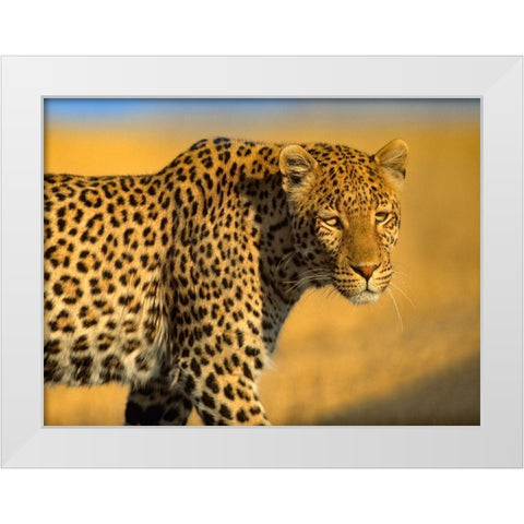 Leopard-Kenya White Modern Wood Framed Art Print by Fitzharris, Tim