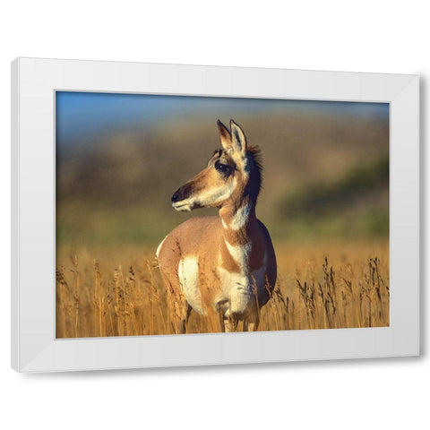 Pronghorn Antelope White Modern Wood Framed Art Print by Fitzharris, Tim