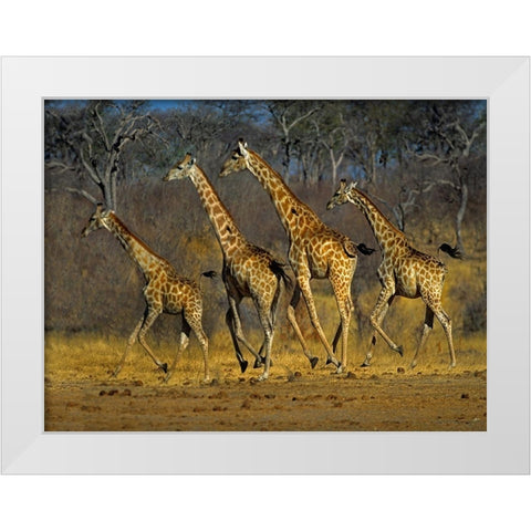 Masai giraffes running White Modern Wood Framed Art Print by Fitzharris, Tim