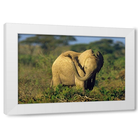 African elephant young dust bathing-Masai Mara Reserve-Kenya White Modern Wood Framed Art Print by Fitzharris, Tim