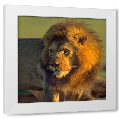 African Lion White Modern Wood Framed Art Print by Fitzharris, Tim