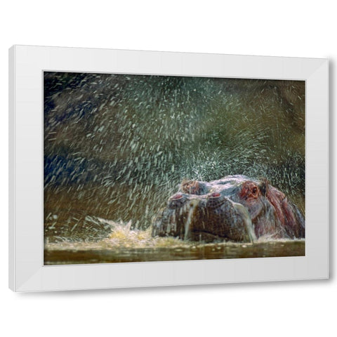 Hippo spluttering Mara River-Kenya White Modern Wood Framed Art Print by Fitzharris, Tim