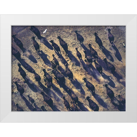 African buffalo stampede White Modern Wood Framed Art Print by Fitzharris, Tim