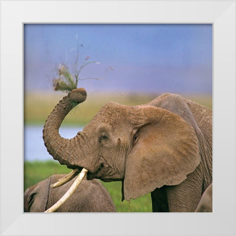 African elephant with cattle egret-Amboseli National Park-Kenya White Modern Wood Framed Art Print by Fitzharris, Tim