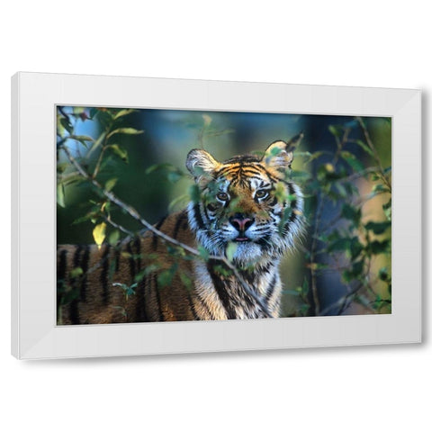 Siberian tiger White Modern Wood Framed Art Print by Fitzharris, Tim