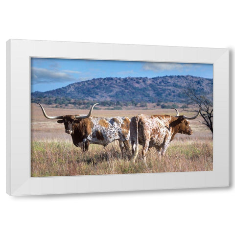 Longhorn cattle White Modern Wood Framed Art Print by Fitzharris, Tim