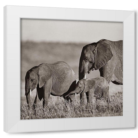 African elephants-Masai National Reserve-Kenya Sepia White Modern Wood Framed Art Print by Fitzharris, Tim