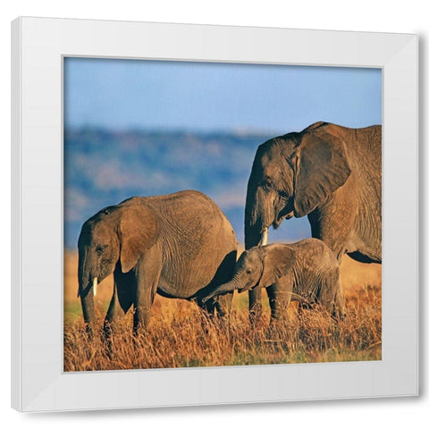 African elephants-Masai National Reserve-Kenya White Modern Wood Framed Art Print by Fitzharris, Tim