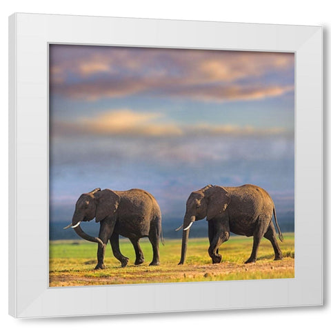 African elephants-Amboseli National Park-Kenya White Modern Wood Framed Art Print by Fitzharris, Tim