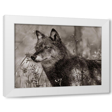 Gray wolf Sepia White Modern Wood Framed Art Print by Fitzharris, Tim