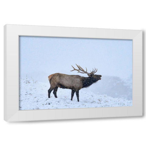 Bugling Elk-Yellowstone National Park-Wyoming White Modern Wood Framed Art Print by Fitzharris, Tim