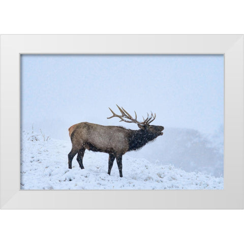 Bugling Elk-Yellowstone National Park-Wyoming White Modern Wood Framed Art Print by Fitzharris, Tim