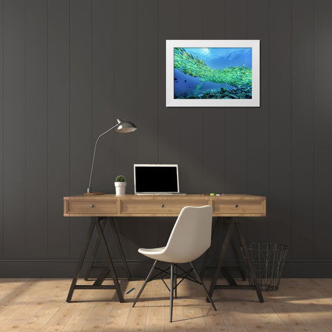 Yellow snapper school-Miniloc Island-Palawan-Philippines White Modern Wood Framed Art Print by Fitzharris, Tim