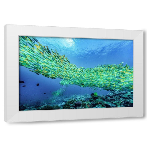 Yellow snapper school-Miniloc Island-Palawan-Philippines White Modern Wood Framed Art Print by Fitzharris, Tim