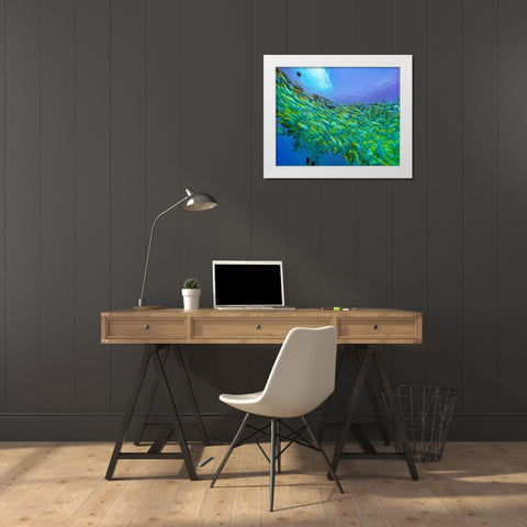 Yellow snapper school-Miniloc Island-Palawan-Philippines White Modern Wood Framed Art Print by Fitzharris, Tim