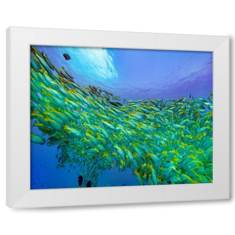 Yellow snapper school-Miniloc Island-Palawan-Philippines White Modern Wood Framed Art Print by Fitzharris, Tim