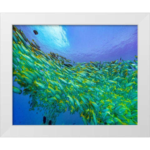 Yellow snapper school-Miniloc Island-Palawan-Philippines White Modern Wood Framed Art Print by Fitzharris, Tim
