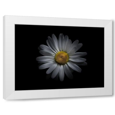 Backyard Flowers White 60 White Modern Wood Framed Art Print by Carson, Brian
