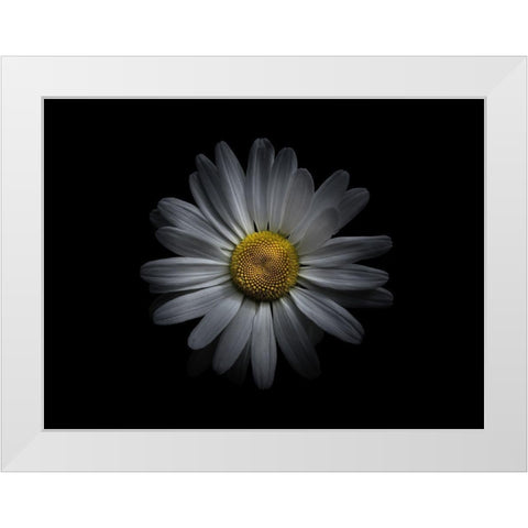 Backyard Flowers White 60 White Modern Wood Framed Art Print by Carson, Brian