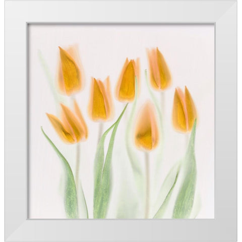 Golden Tulips White Modern Wood Framed Art Print by Haslam, Brian